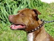 Handcrafted Leather Dog Collar For Medium Breeds With Circles