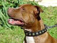 Handcrafted Leather Dog Collar For Medium Breeds With Circles