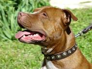 Handcrafted Leather Dog Collar For Medium Breeds With Circles