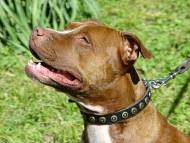 Handcrafted Leather Dog Collar For Medium And Large Breeds With Doted Brass Circles