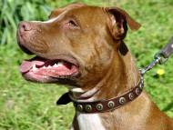 Handcrafted Leather Dog Collar For Medium And Large Breeds With Doted Brass Circles