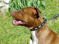Handcrafted Leather Dog Collar For Large Breeds With Plates