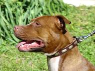 Handcrafted Leather Dog Collar For Large Breeds With Plates