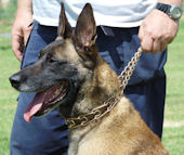 Prevent Discolouration Of Haired Dogs With Curogan Pinch Dog Collar - Use it Forever 
