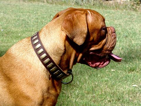 Handcrafted Leather Dog Collar