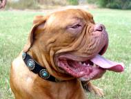 Handcrafted Leather Dog Collar For Large Breeds With Silver Plated Circles and With Blue Stones