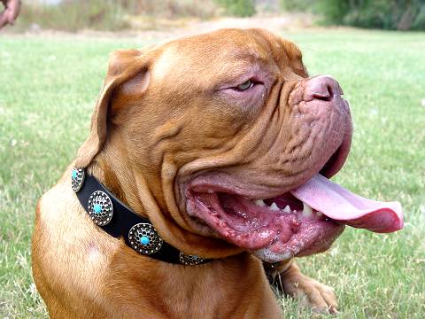 Handcrafted Leather Dog Collar For Large Breeds With Silver Plated Circles and With Blue Stones
