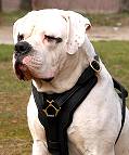 Exclusive Luxury Handcrafted Padded Leather Dog Harness with Brass Hardware .With this Harness Your American Bulldog will look like a King