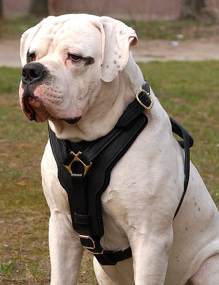 Exclusive Luxury Handcrafted Padded Leather Dog Harness