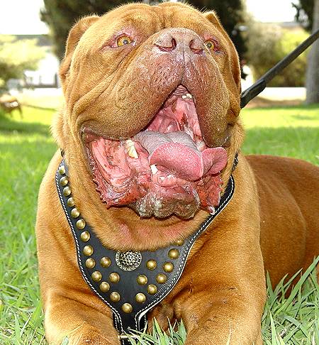 Dogue De Bordeaux Cross Boxer. De Bordeaux- Leather dog