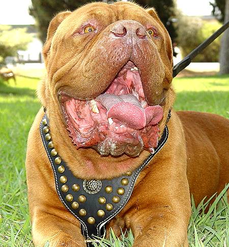 dogue de bordeaux cross pitbull. H11_7 [Pit bull-H11Leather