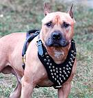 Spiked  Walking dog harness made of leather And Created To Fit Amstaff and similar breeds - product code H9
