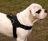 All Weather multi-purpose dog harness for tracking / pulling with extra handle.This harness is widely used by American Bulldog owners