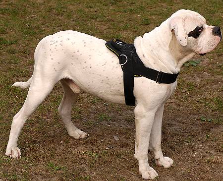 All Weather multi-purpose dog harness for tracking / pulling with extra handle.This harness is widely used by American Bulldog owners