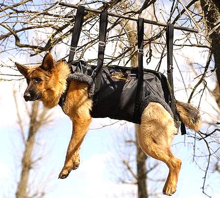 tactical-insertion-dog-harness-police-special-forces.jpg