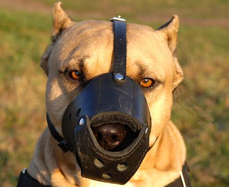 amstaff muzzle leather
