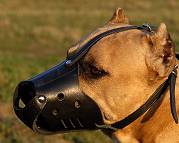 Everyday Amstaff Leather dog muzzle - product code : M51