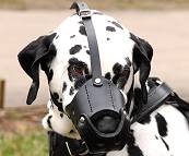 Everyday Dalmatian Leather dog muzzle - product code : M51