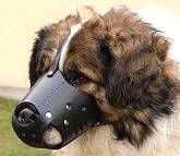 Kaukazian Ovcharka Leather dog muzzle