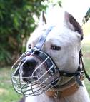 American Staffordshire Terrier muzzle