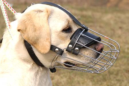 http://www.fordogtrainers.com/ProductImages/pictures/dog-muzzle/wire-dog-muzzle/on-dog/labrador/labrador-muzzle-dog-muzzle-wire.jpg