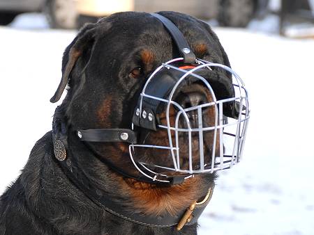 http://www.fordogtrainers.com/ProductImages/pictures/dog-muzzle/wire-dog-muzzle/on-dog/rottweiler/rottweiler-dog-muzzle-wire.jpg