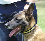 Handcrafted Leather Dog Collar For Large Breeds With Plates