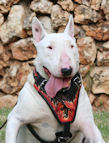 Bull Terrier exclusive FLAMES design leather harness