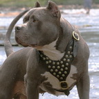 Spiked leather dog harness