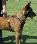Leather dog harness for agitation,protection and attack.Padded.Designed and Sized to Fit Your Malinois Just Perfect