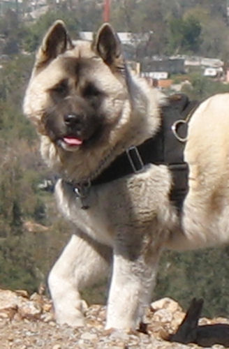 Nylon dog harness for tracking / pulling Designed to fit Akita