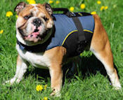 Nylon dog harness for tracking / pulling Designed to fit German Shepherd