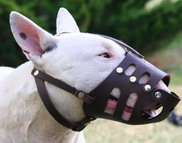 Bull Terrier leather muzzle