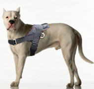Pictures+of+dogo+argentino+dogs