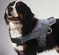 Nylon dog harness for Berner , for tracking/pulling