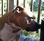 Capone Pitbull looking Gorgeous in Curogan Martingale Fur Saver Dog Collar - 51614 Capone Pitbull looking Gorgeous in Curogan Martingale Fur Saver Dog Collar - 51614
