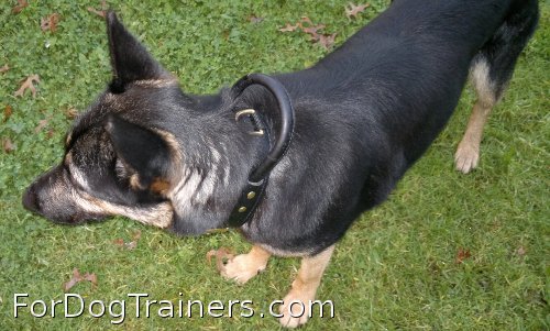*Mia likes wearing new 2 ply leather agitation dog collar with handle