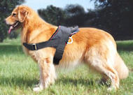Golden Retriever Nylon multi-purpose tracking dog harness