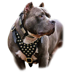 Leather Pitbull Dog Harness Gorgeous Dave is wearing our Studded leather dog harness