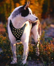 Studded Walking dog harness to fit Siberian Husky