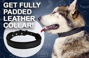 Leather padded dog collar