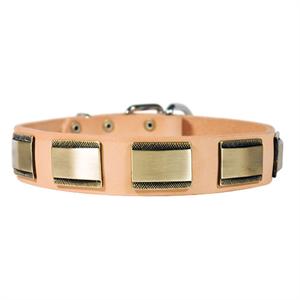 Gorgeous New Design Leather Dog Collar Brass Plates - C88 Gorgeous New Design Leather Dog Collar Brass Plates - C88