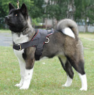 Akita inu pups met stamboom