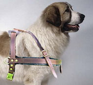 Big+dog+breeds+chart