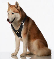 Siberian Husky Exclusive Handcrafted Leather Dog Harness