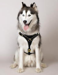 Tracking Walking leather dog harness to fit Siberian Husky