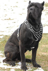 Cane CORSO : Dog harness , Dog collar , Dog leash , Dog muzzle ...