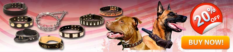 Dog Collars for Walking in Style