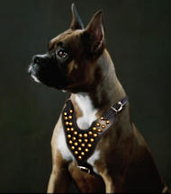 Boxer Studded Walking dog harness- handmade leather harness