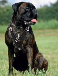 Boxer Exclusive Handcrafted Padded Leather Dog Harness-boxer